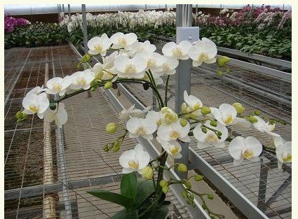 熱鍍鋅溫室大棚花卉苗床支架網片