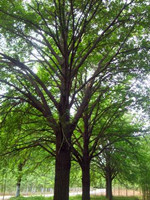 湖北銀杏樹價(jià)格，隨州銀杏樹價(jià)格