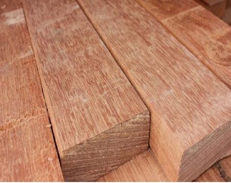 沈陽菠蘿格木，沈陽菠蘿格木價格