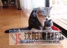 愛寵人士注意啦：謹防二手煙致寵物死亡！