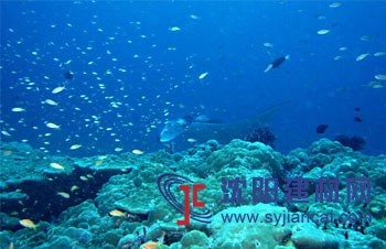 克洛斯威藍，源于海洋的健康生命本色