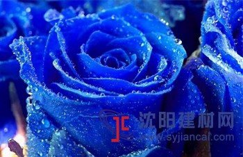 克洛斯威健康中國藍美學風唯美來襲