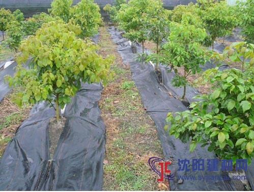 防草布直銷廠，方便使用.耐用，規格齊全.歡迎訂購